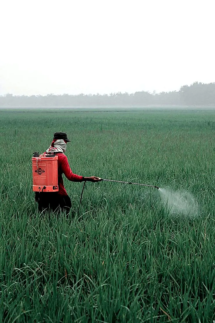 Backpack sprayer working in a crop field