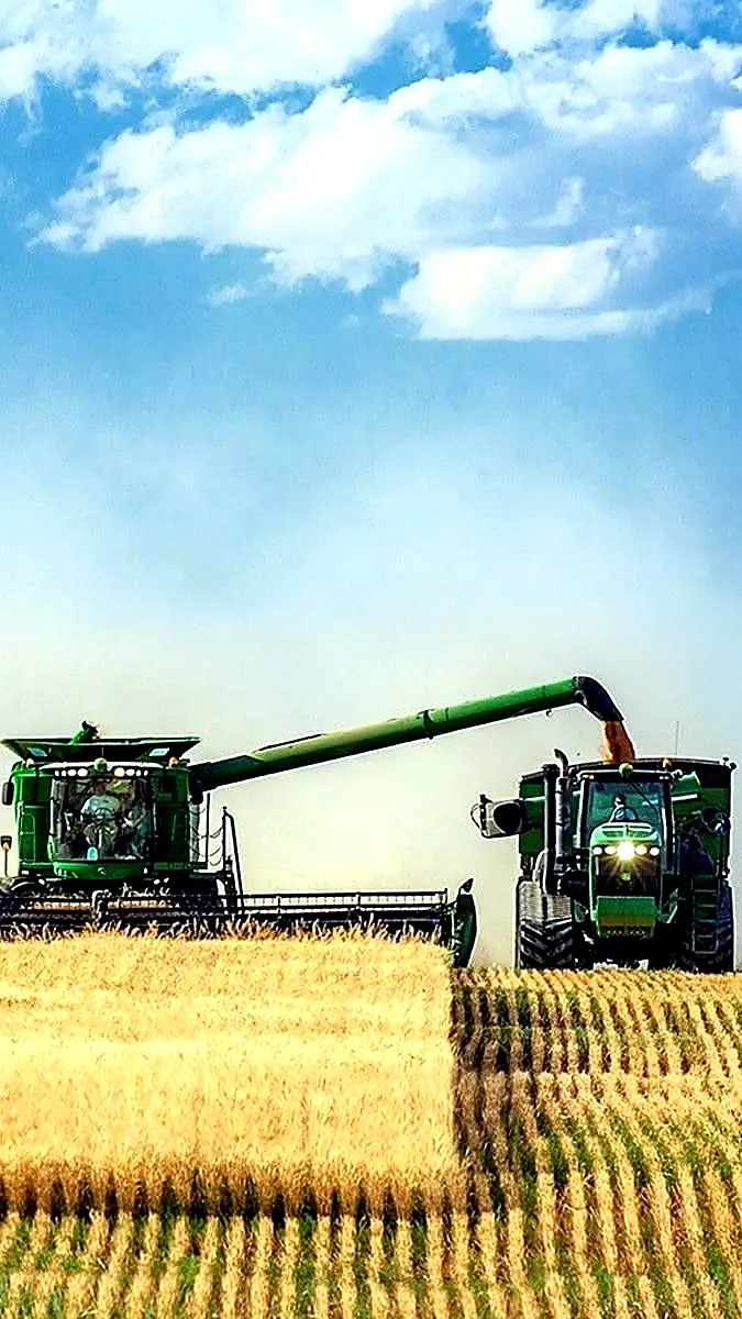 Combine wheat harvest