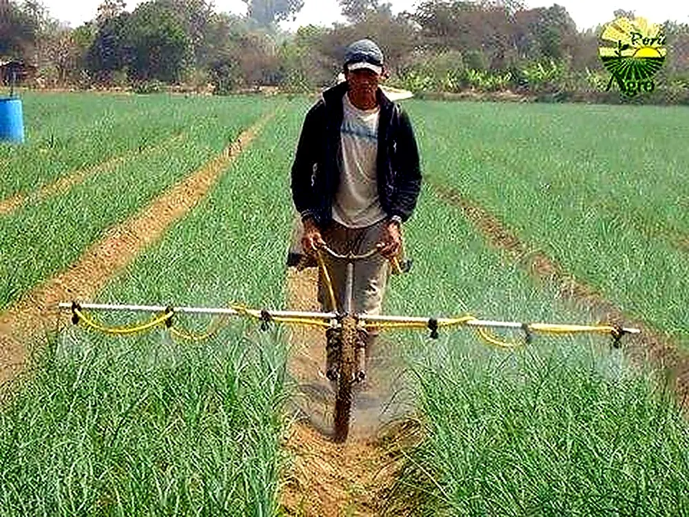 Manual crop spraying in field rows