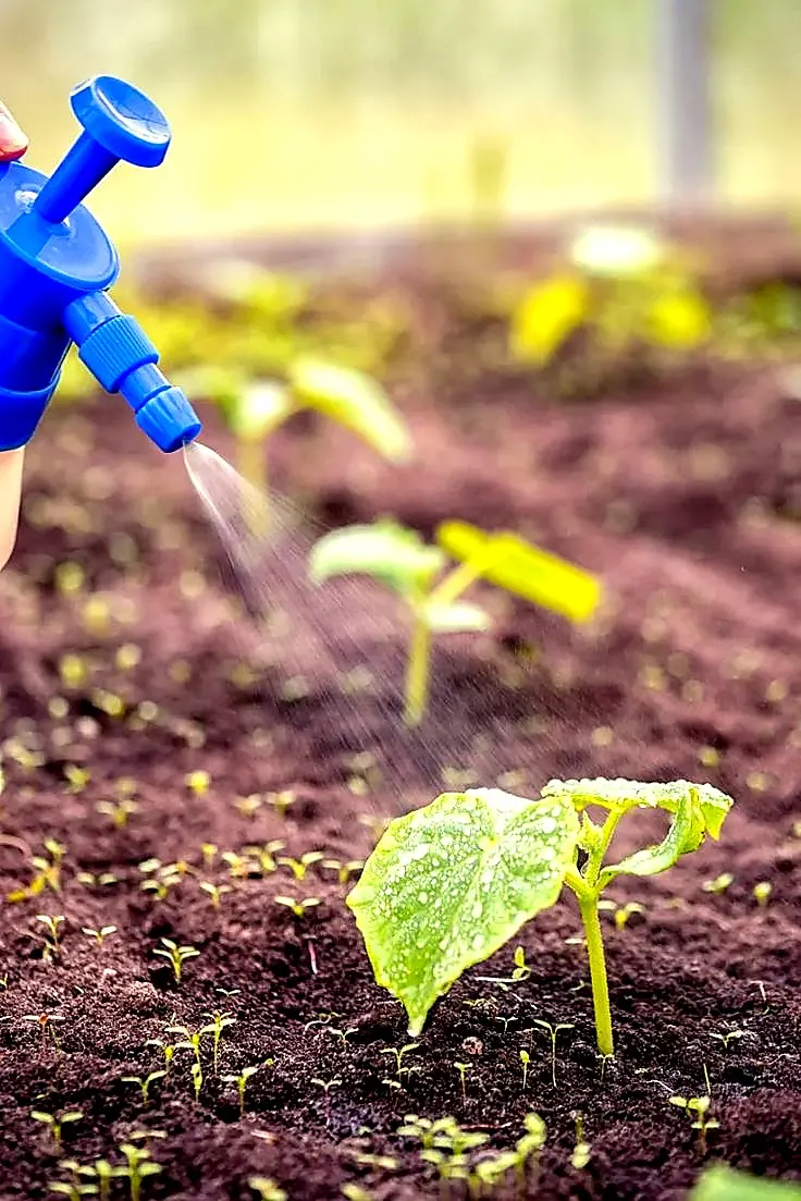 Hand sprayer applying care to seedlings